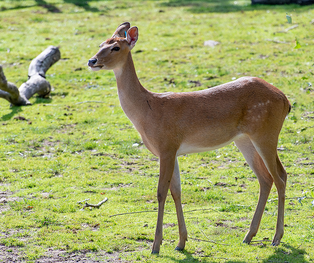 Brow antler deer.