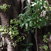20191220-2548 Ficus racemosa L.