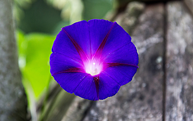 20150828 8627VRAw [D~RI] Purpur Prunkwinde (Ipomoea purpurea), Rinteln