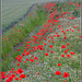 HFF-for everyone- poppy day