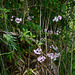 Guatemala, Bright Flowers on Dash-dotted Lianes in the Jungle of the Chocón Machacas Protected Biotope