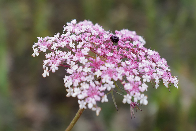 Daucus carota, Penedos