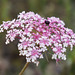 Daucus carota, Penedos