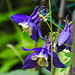 20230523 0218CPw [D~LIP] Akelei (Aquilegia vulgaris agg), Bad Salzuflen