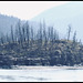 Russian Island in the Fraser River.