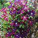 20240601 0220CPw [D~LIP] Waldrebe (Clematis agg), BS