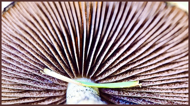 An macro experiment.