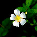 The pretty flower . . .