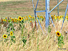 Sunflower Field