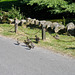 Ducks crossing near village pond, Tissington