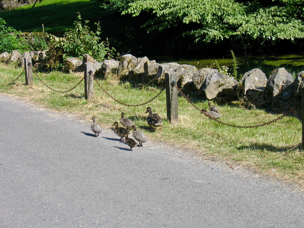 Ducks crossing near village pond, Tissington