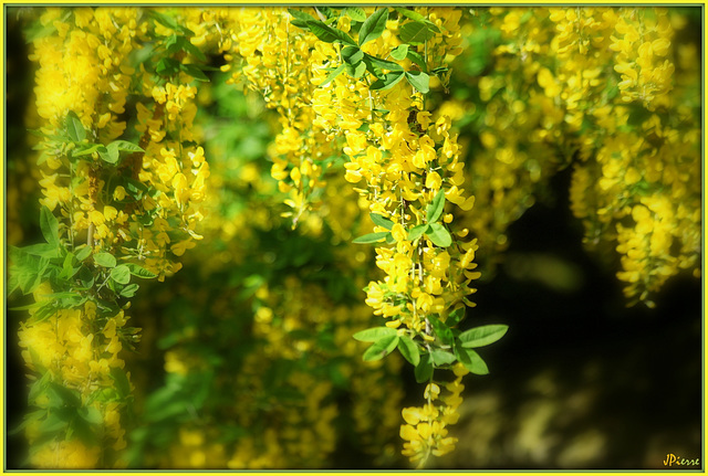 Acacias en fleur