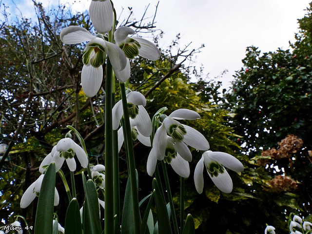 Dans mon jardin