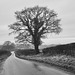 B&W Country Lanes