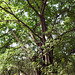 20191220-2549 Ficus racemosa L.