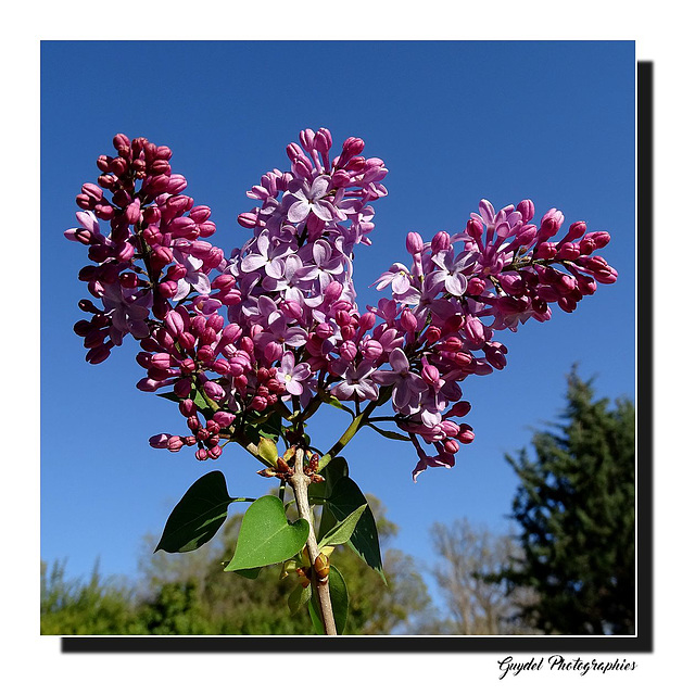 Lilas et Ciel Bleu