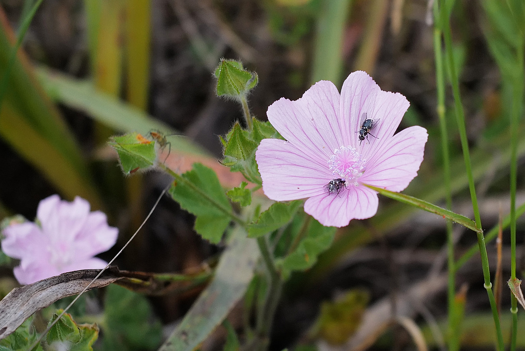 Malva hispanica and Nemotelus pantherinus, Penedos