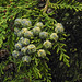 20230523 0219CPw [D~LIP] Lawson-Scheinzypresse (Chamaecyparis lawsoniana), Bad Salzuflen