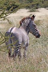 Grevy's Zebra