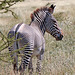 Grevy's Zebra