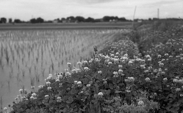 Clover by paddy field