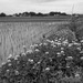 Clover by paddy field