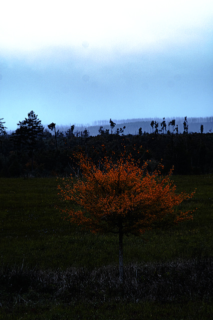 20251005_Spaziergang Elbingerode 20251005_Spaziergang Elbingerode