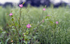 Little pink flowers by the paddy