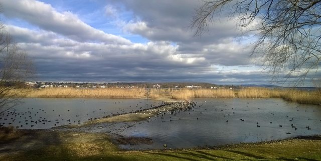 la isla de las mangalicas