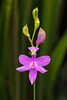 Calopogon tuberosus (Common Grass-pink orchid)