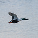 Shoveller duck in flight