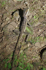 Common Basilisk, juvenile