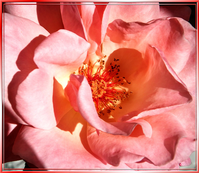 Erste Rosen... ©UdoSm