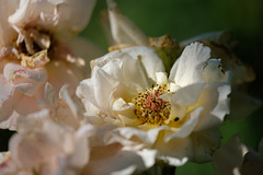 DSCF2010