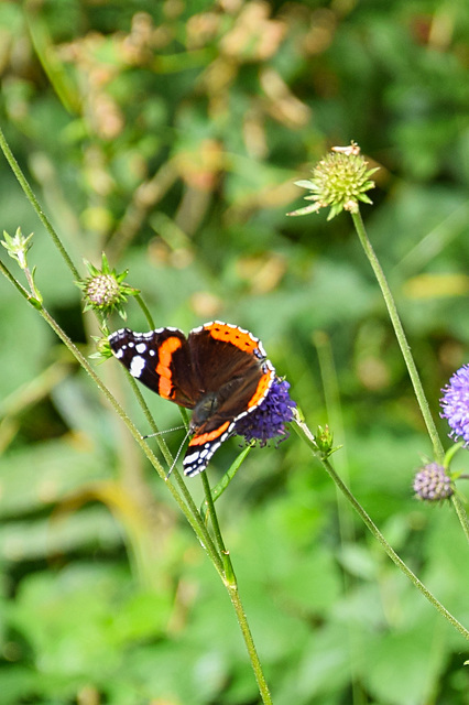 Red Admiral