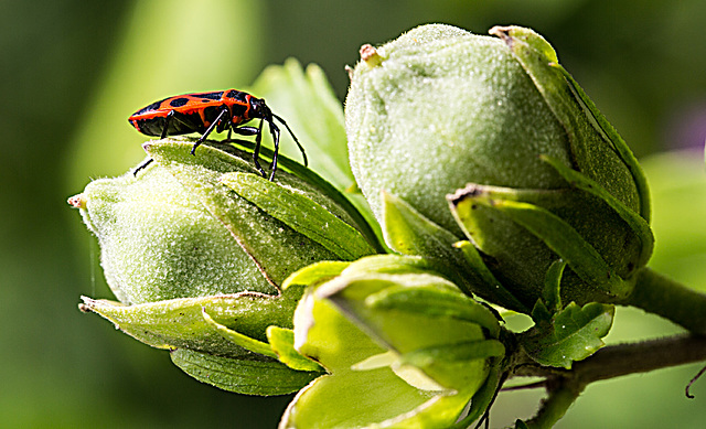 20150828 8628VRAw [D~RI] Roseneibisch (Hibiscus), Feuerwanze, Rinteln