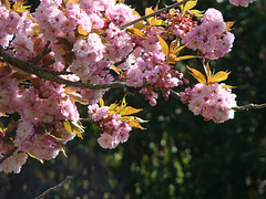 Pink blossomed trees  spring 2021