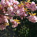 Pink blossomed trees  spring 2021