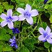 20230522 0199CPw [D~LIP] Dalmatiner Glockenblume (Campanula portenschlagiana), Bad Salzuflen
