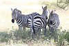 Three of a kind (Plains Zebra)