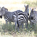 Three of a kind (Plains Zebra)