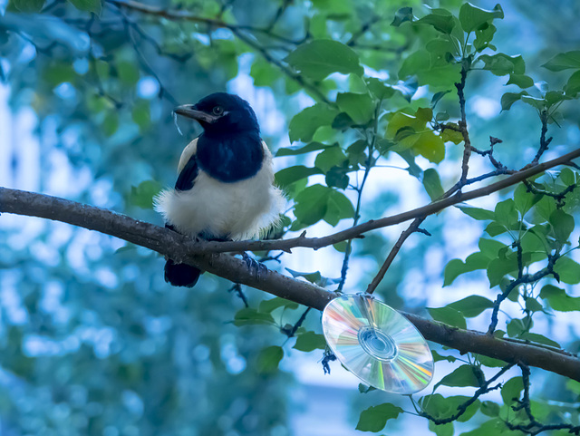 Juvenile Magpie WB Painted