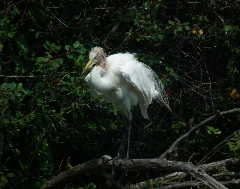 aigrette blessée / wounded egret