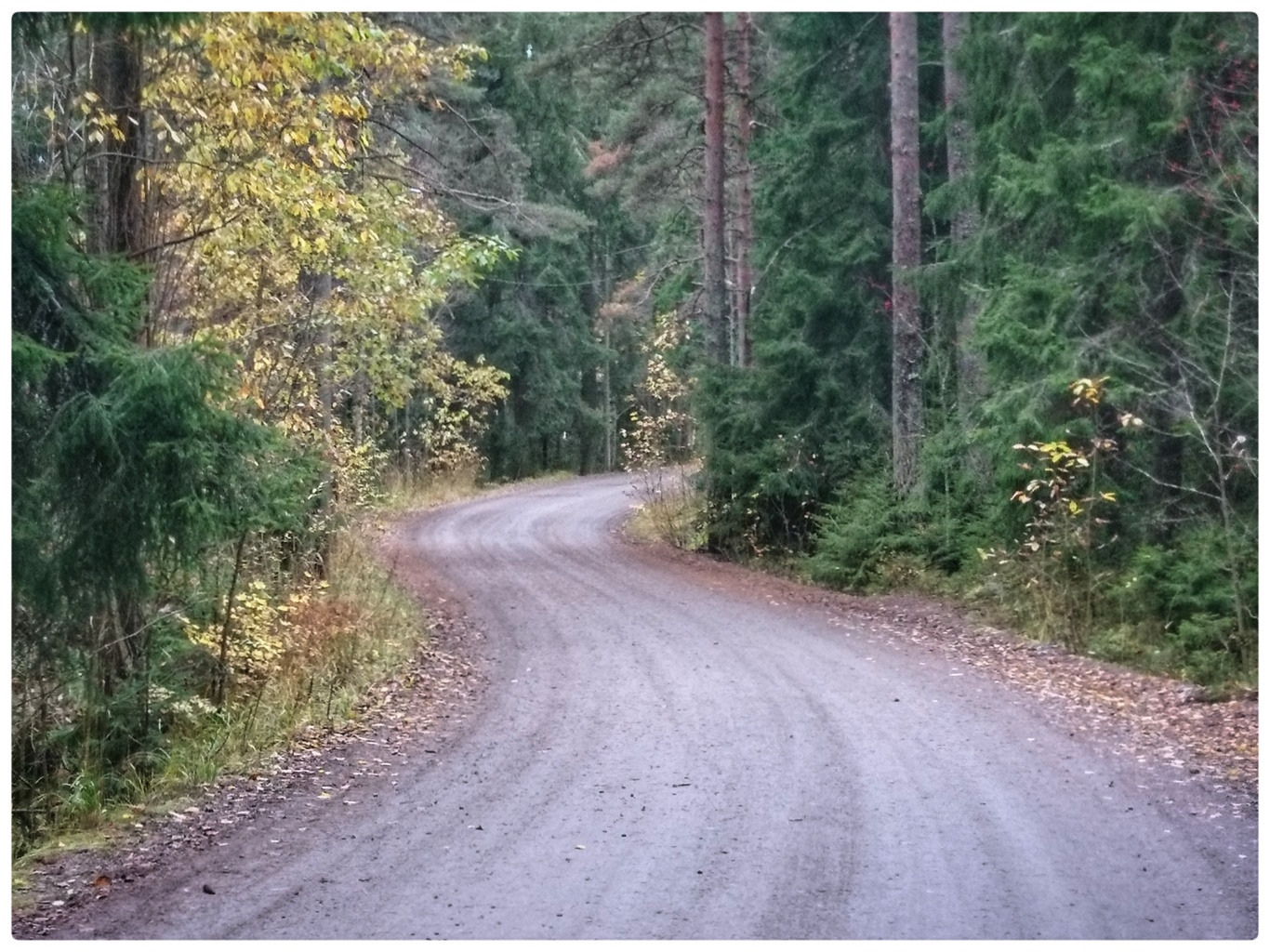 Forest road