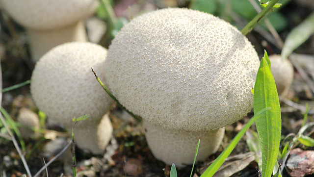 Lycoperdon perlatum