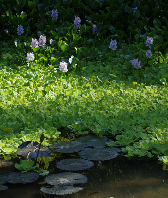 Water Hyacinth at Esquinas Rainforest Lodge