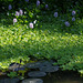 Water Hyacinth at Esquinas Rainforest Lodge