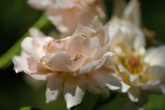 DSCF2011