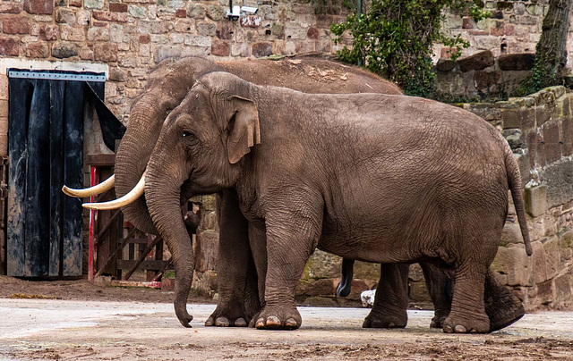 Bull and female elephants