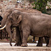 Bull and female elephants